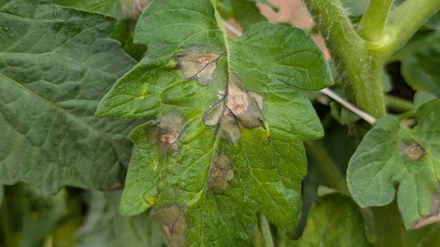 Late blight on tomato leaf