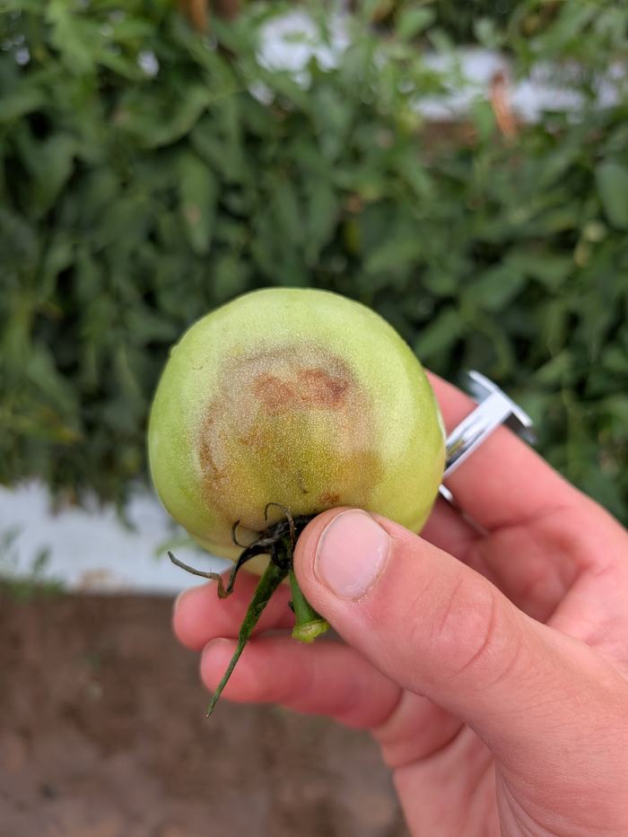 Symptoms of late blight on tomato fruit
