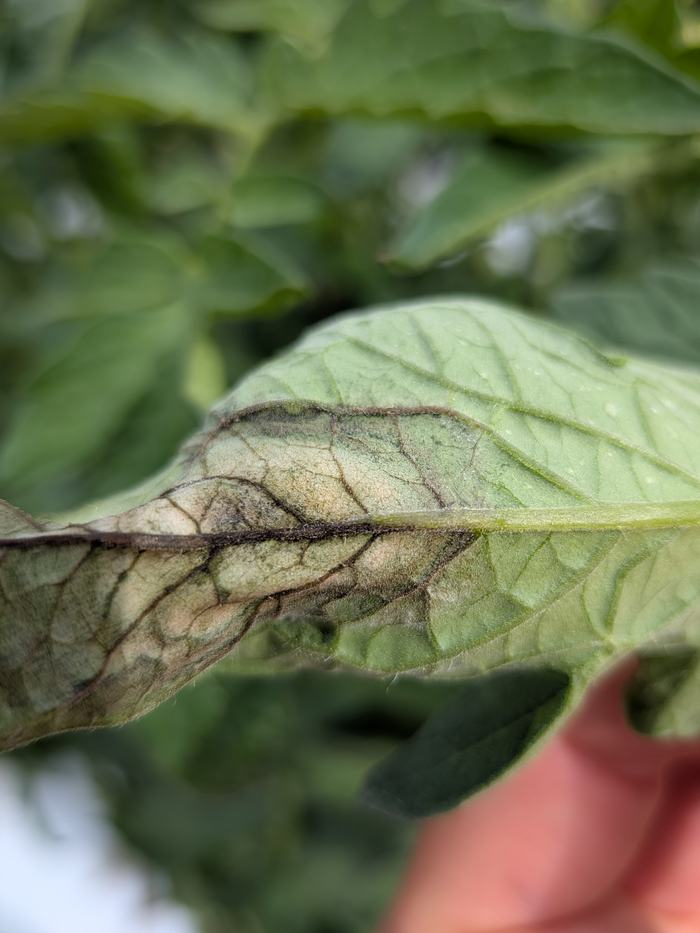 Late blight sporulation on underside of leaf