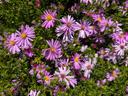 pink aster flowering