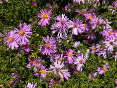 pink aster flowering