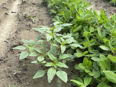 Palmer amaranth in peanuts