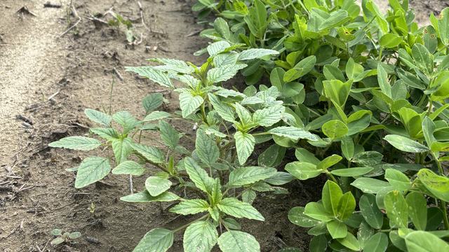 Palmer amaranth in peanuts