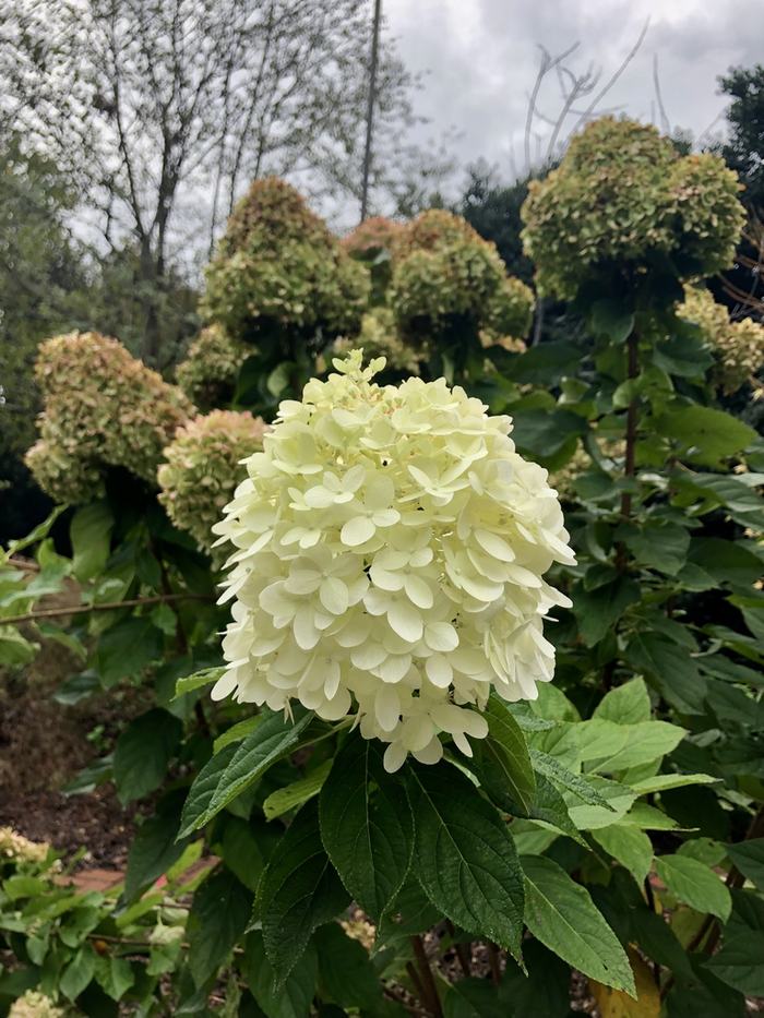 Hydrangea paniculata 'Limelight'