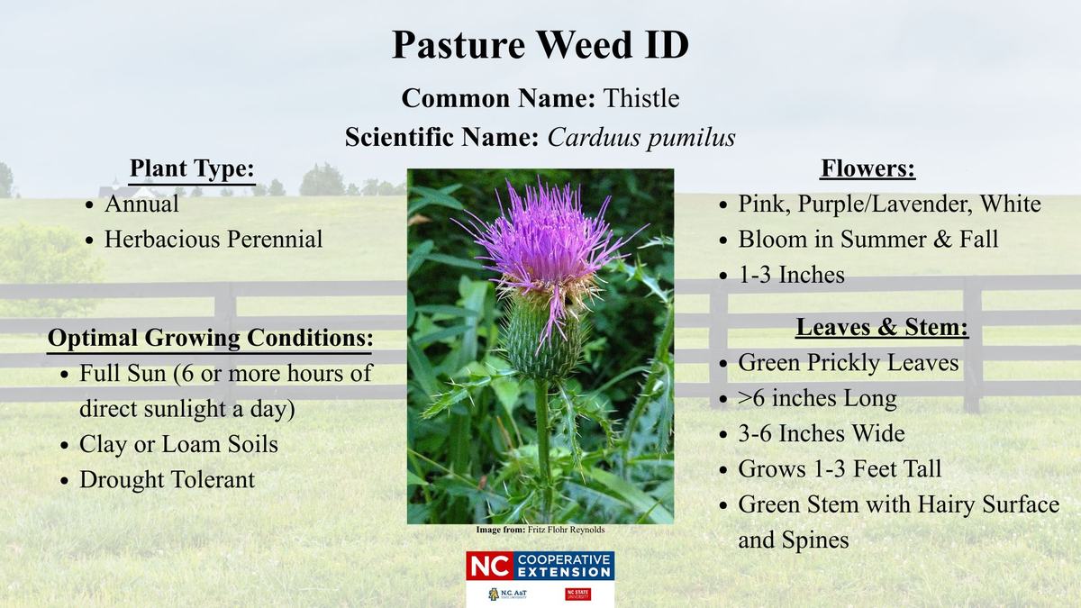 Picture describing thistle weed characteristics.