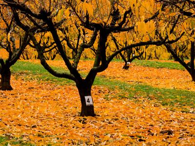 Peach orchard in autumn