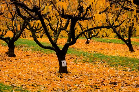 Peach orchard with orange leaves in autumn