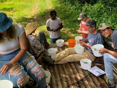 People grading peaches for insect damage in the back of a pickup truck