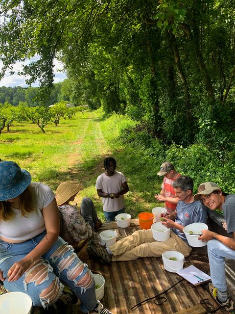 People inspecting peaches in the back of a pickup truck