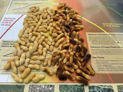Profile of peanut maturity based on pod mesocap color.