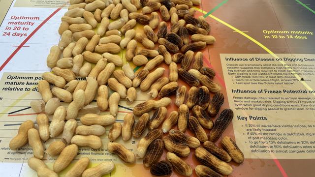 Profile of peanut maturity based on pod mesocap color.