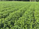 Peanut field in Martin County.