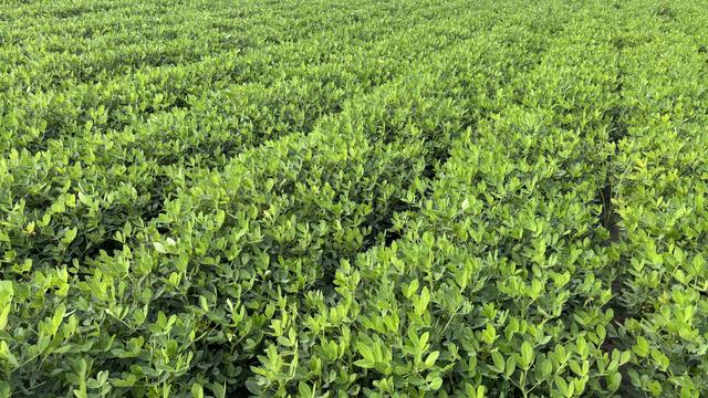 Peanut field in Martin County.