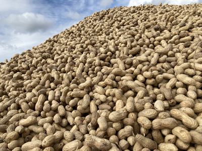 Peanuts after harvest in a trailor ready for drying.
