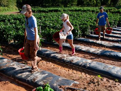 People harvesting peppers