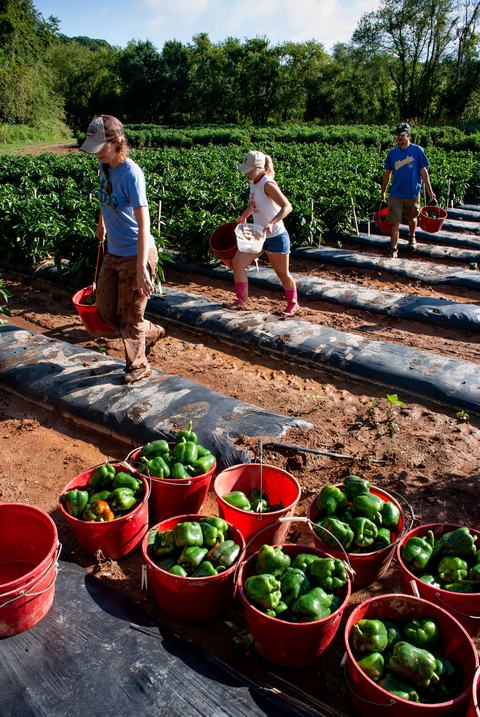 People carrying buckets of harvested peppers in field