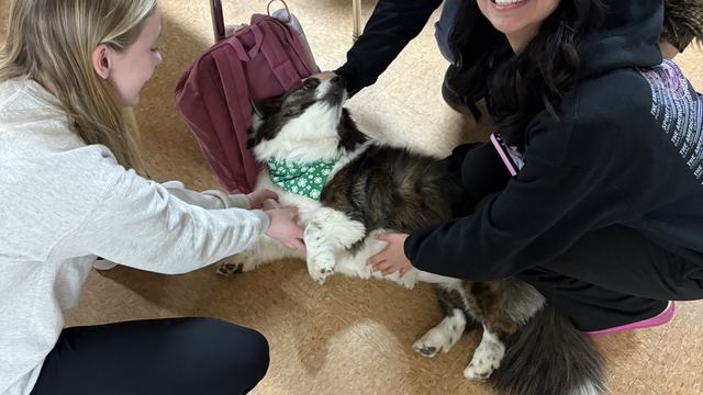 Students rubbing a dog's belly