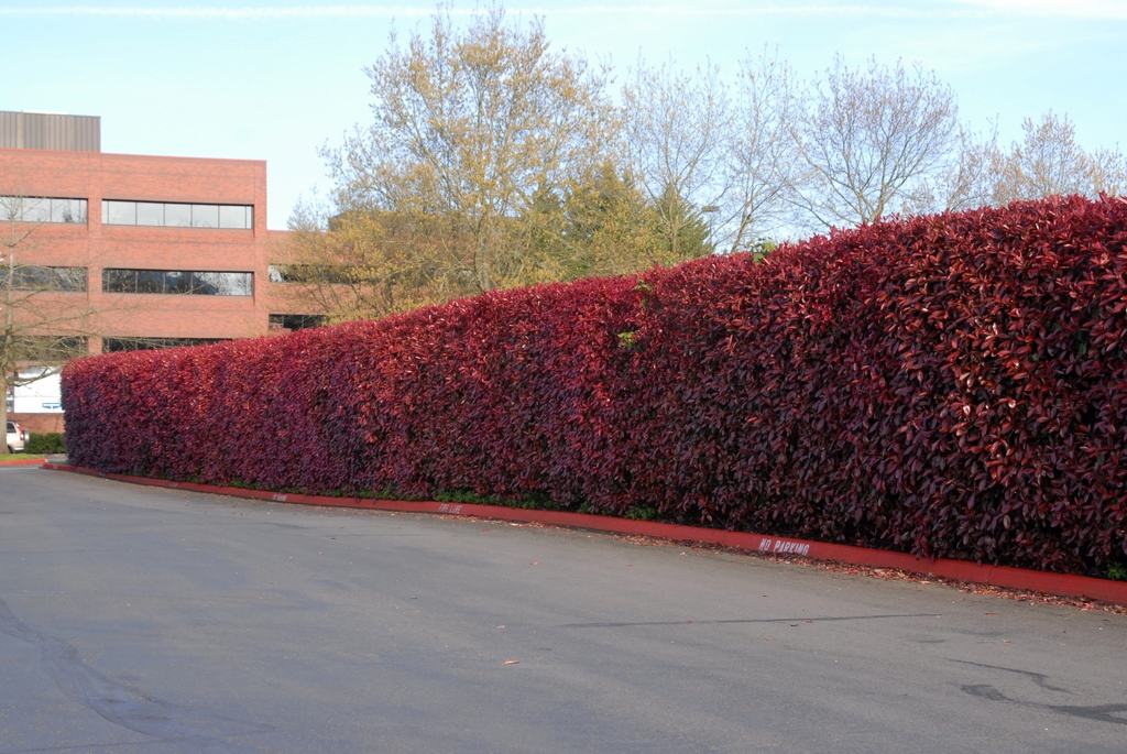 Red-tip hedge