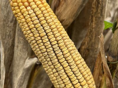 Ear of grain corn at physiological maturity prior to harvest. The shuck is pulled back with the ear beneath displayed