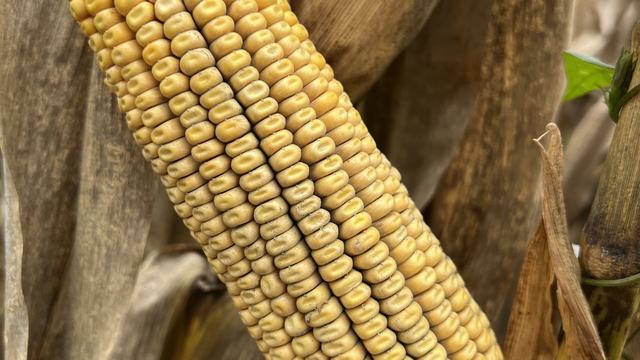 Ear of grain corn at physiological maturity prior to harvest. The shuck is pulled back with the ear beneath displayed
