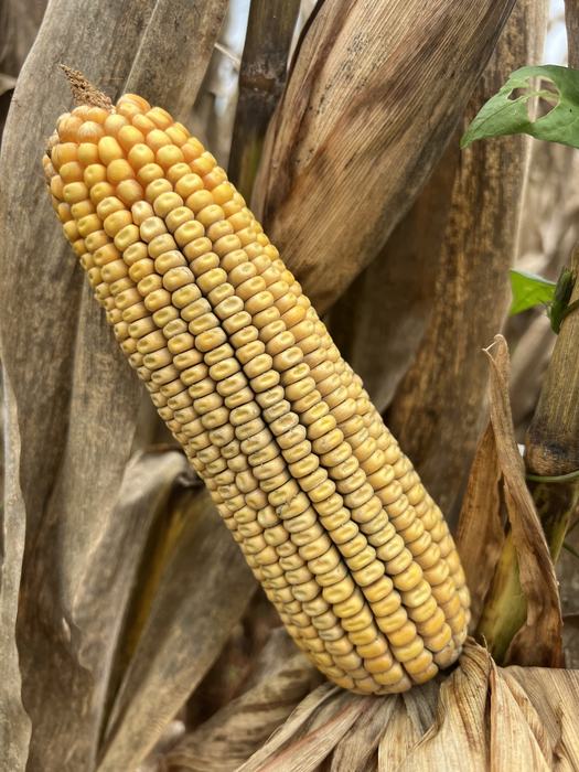 Ear of grain corn at physiological maturity prior to harvest. The shuck is pulled back with the ear beneath displayed