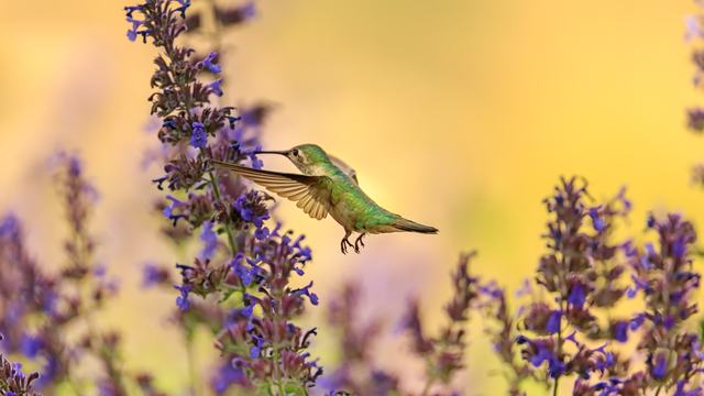 Green hummingbird hovering over a purple flower with it's beak in a blossom