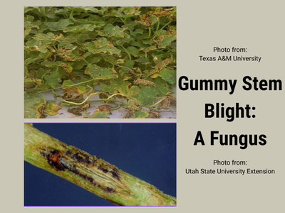 Two photos of leaves and a stem affected by gummy stem blight