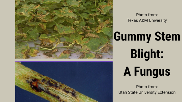 Two photos of leaves and a stem affected by gummy stem blight