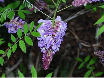 Picture of Wisteria