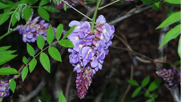 Picture of Wisteria