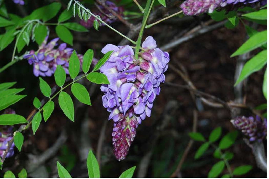 Purple Wisteria flower