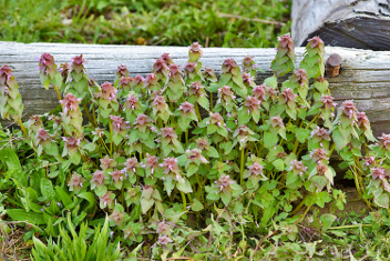 Deadnettle weed in the landscape
