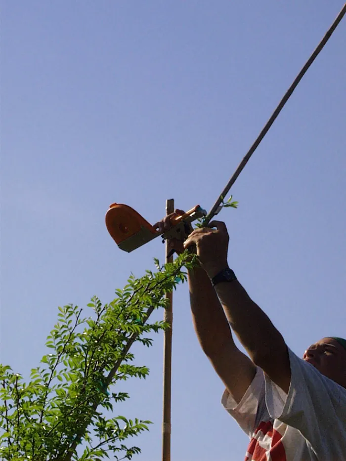 a nursery worker stakes the leader in a tree