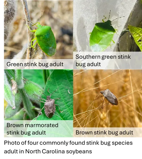 Green stink bug, southern green stink bug, brown marmorated stink bug, and brown stink bug adults