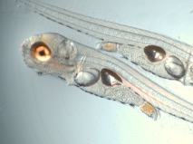 Striped bass with swimbladder
