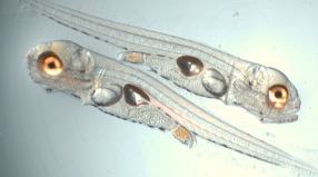 Striped bass with swimbladder