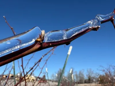 Dormant Blackberry Bud Covered in Ice