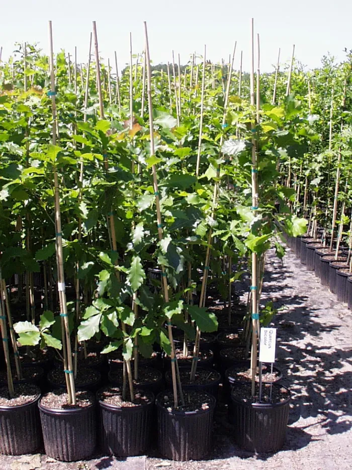 potted staked oaks in a plant nursery