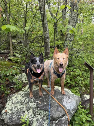 Cari, Alexander County Horticulture Agent, with her dogs