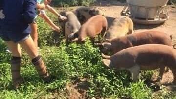 Young people feeding pigs
