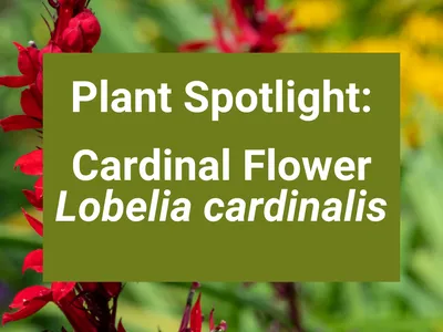 The text reads: Plant Spotlight: Cardinal Flower Lobelia cardinalis