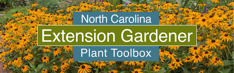 Bright yellow flowers can be seen behind a large banner with the word North Carolina Extension Gardener Plant Toolbox.
