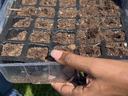 Hands hold a soil-filled seeding tray while planting bok choy seeds at the Pamlico 4-H micro-farm.