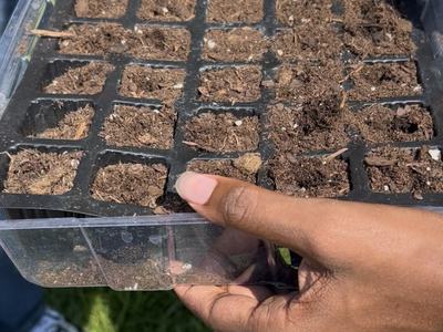 Hands hold a soil-filled seeding tray while planting bok choy seeds at the Pamlico 4-H micro-farm.