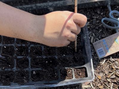 A child uses a dowel to make planting holes in a soil-filled seeding tray for mustard greens.