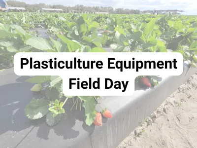 Strawberry field with plasticulture equipment field day title