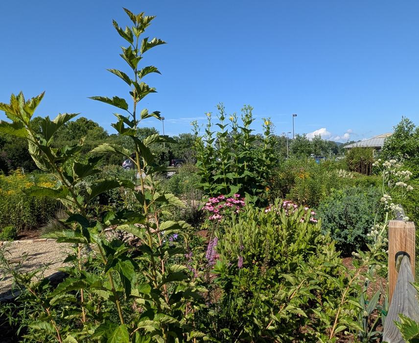 Mills River Park Pollinator Garden July 15 2026