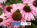 pink daises with a bee on the plant