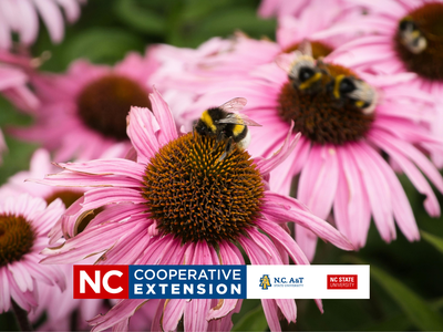 pink daises with a bee on the plant