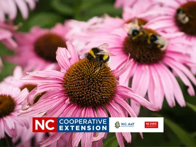 pink daises with a bee on the plant